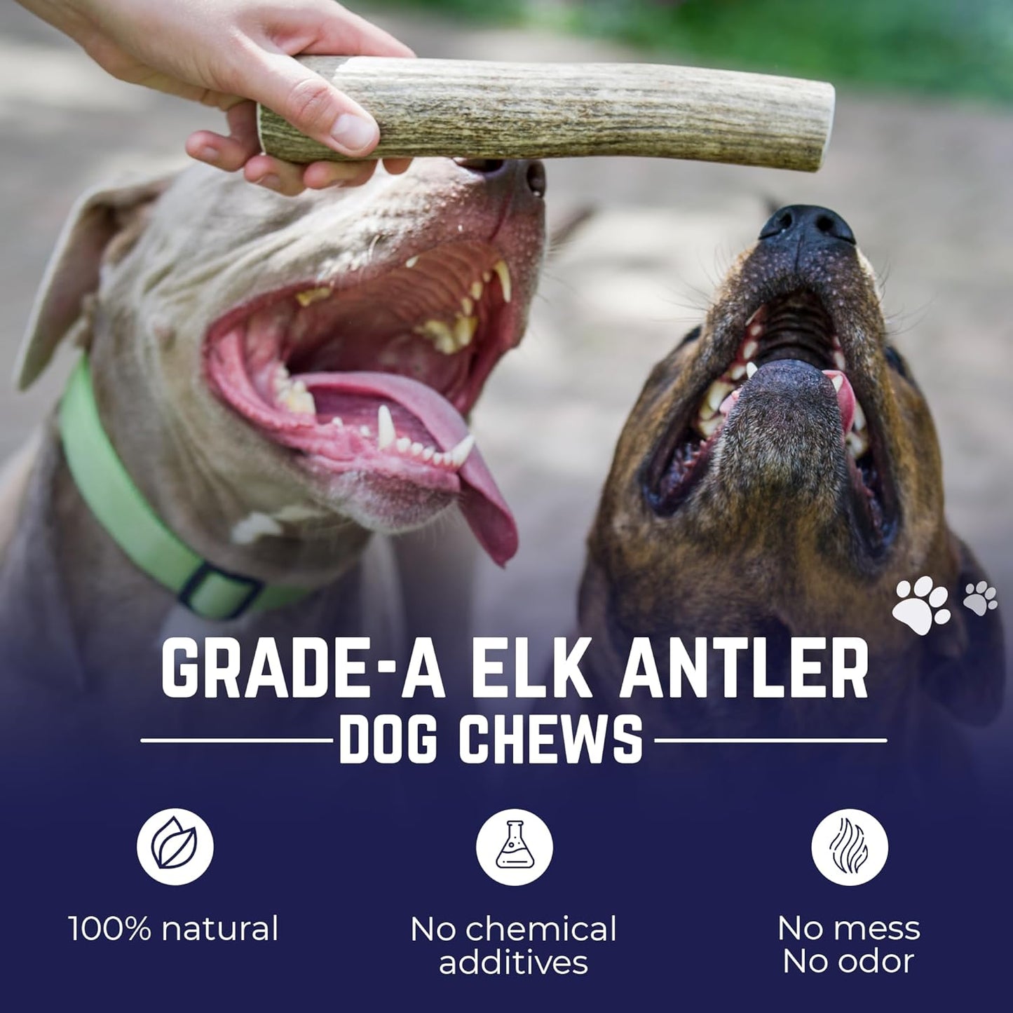 Natural Elk Antler Chew