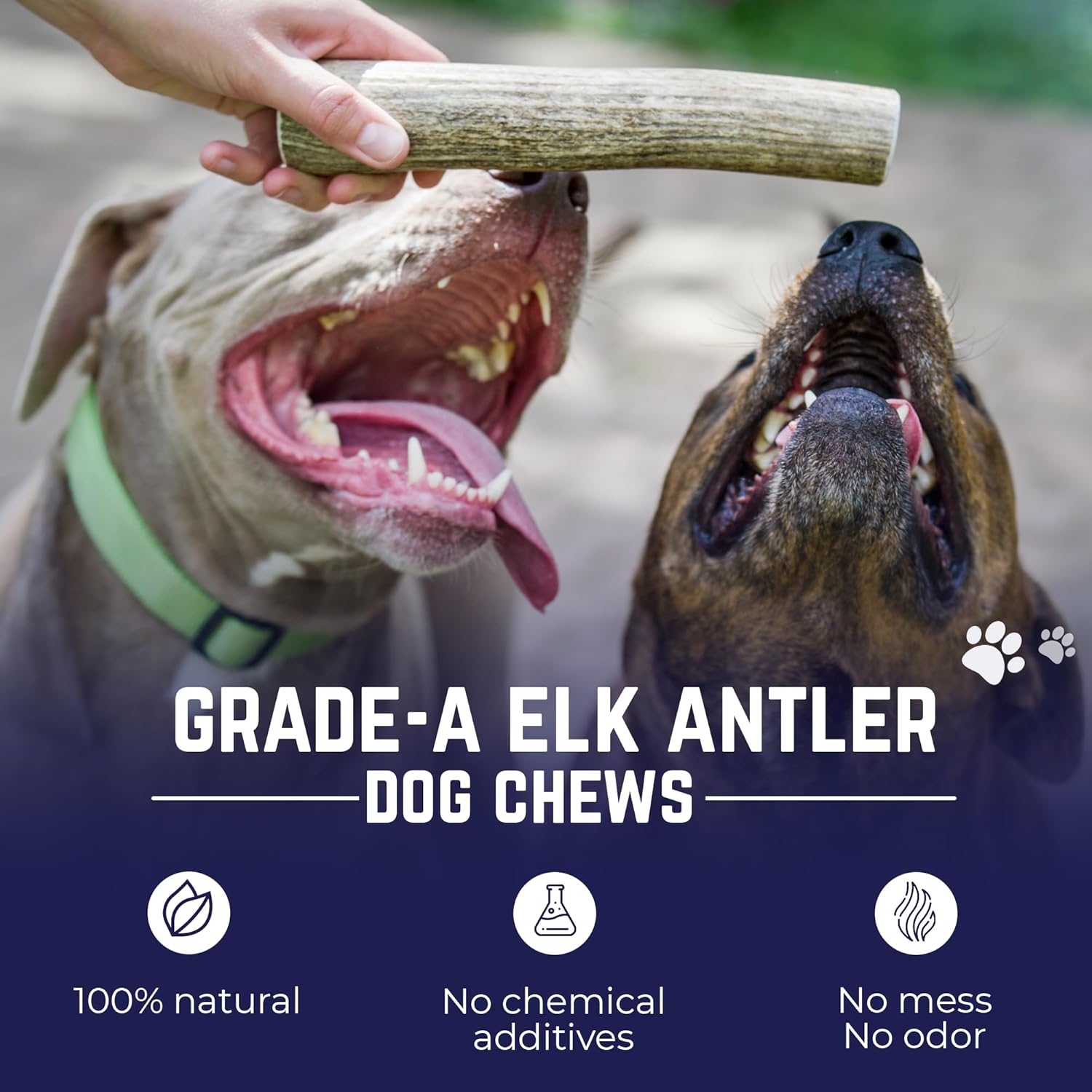 Natural Elk Antler Chew
