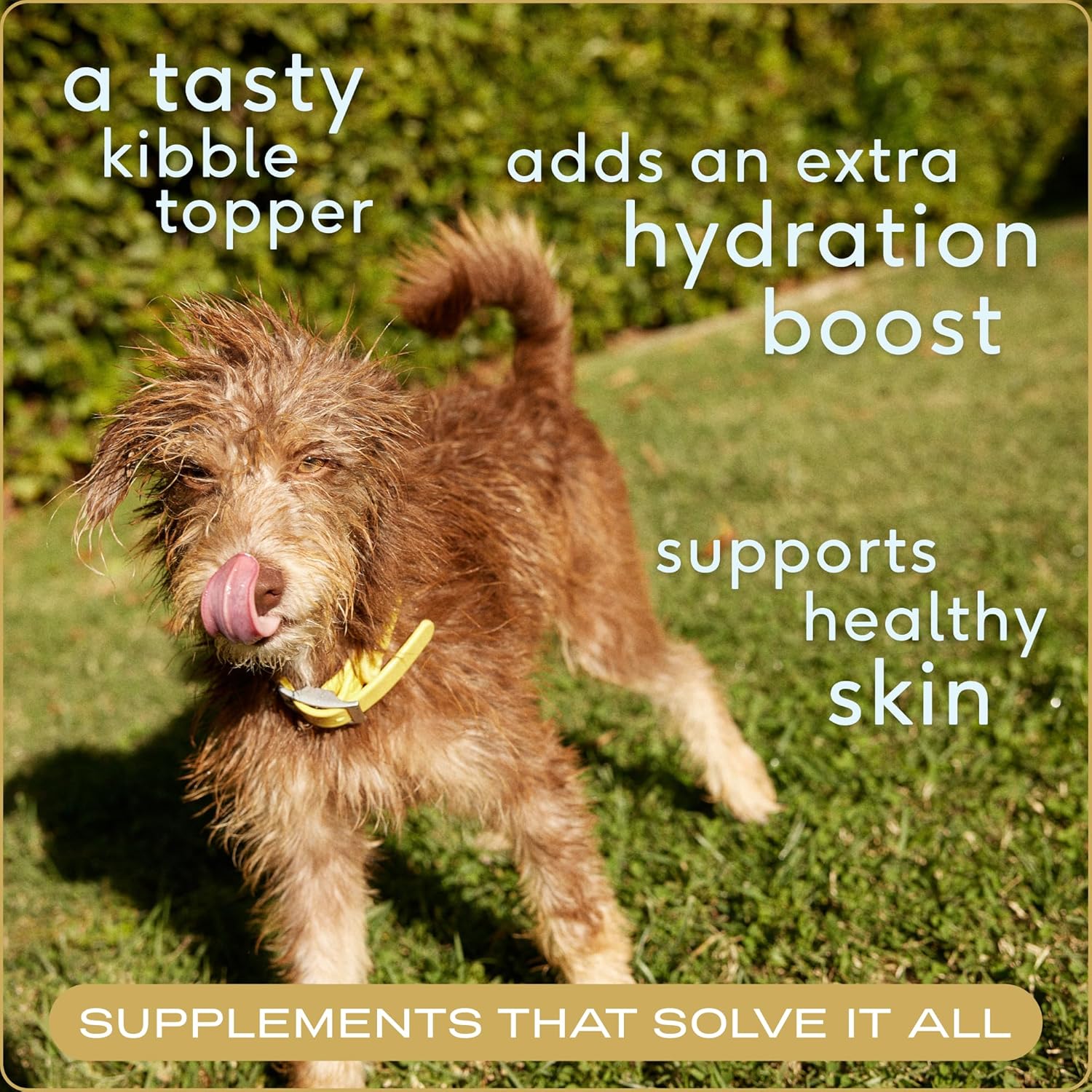 Native Pet Powdered Bone Broth