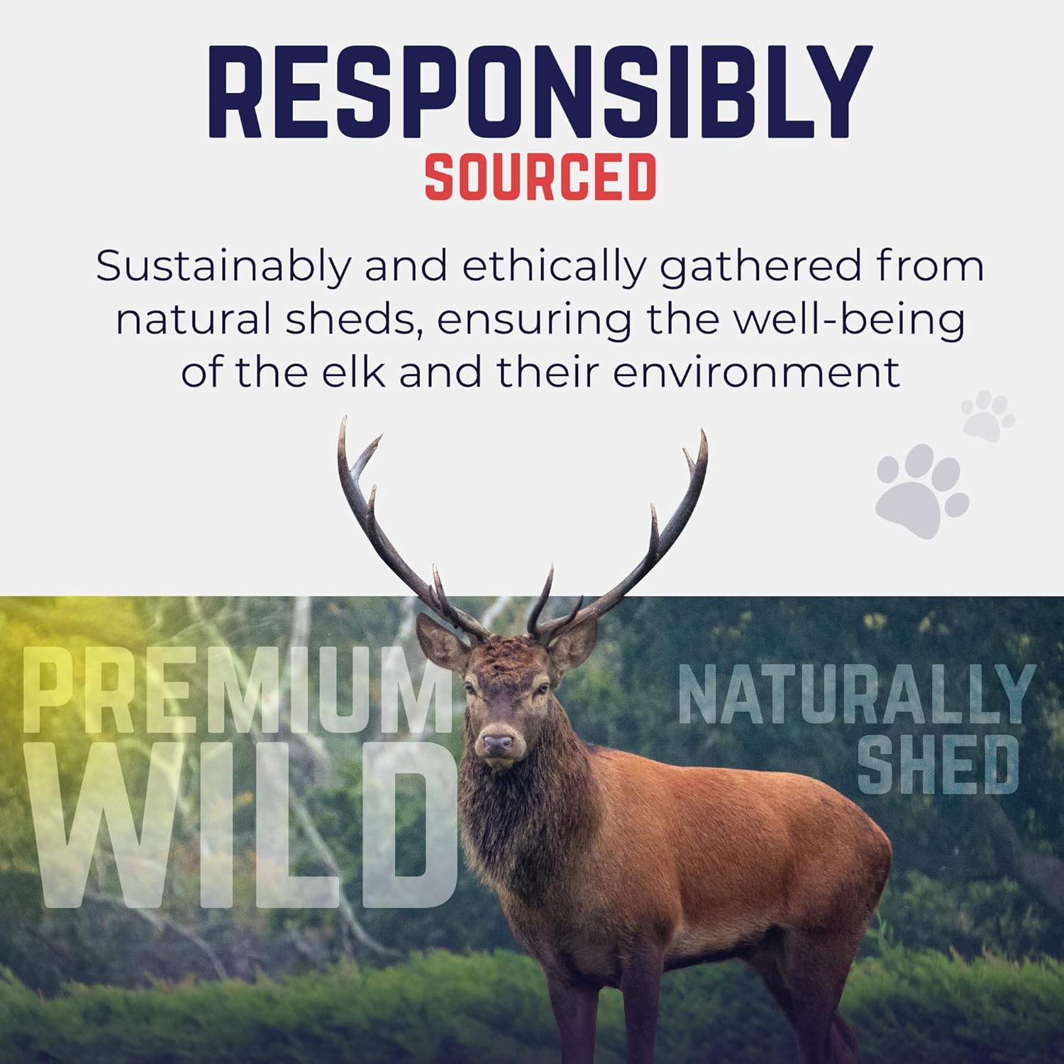 Natural Elk Antler Chew