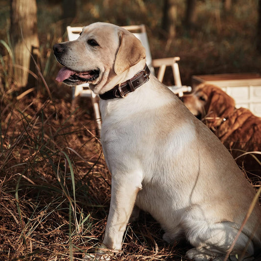 Genuine Leather Collar