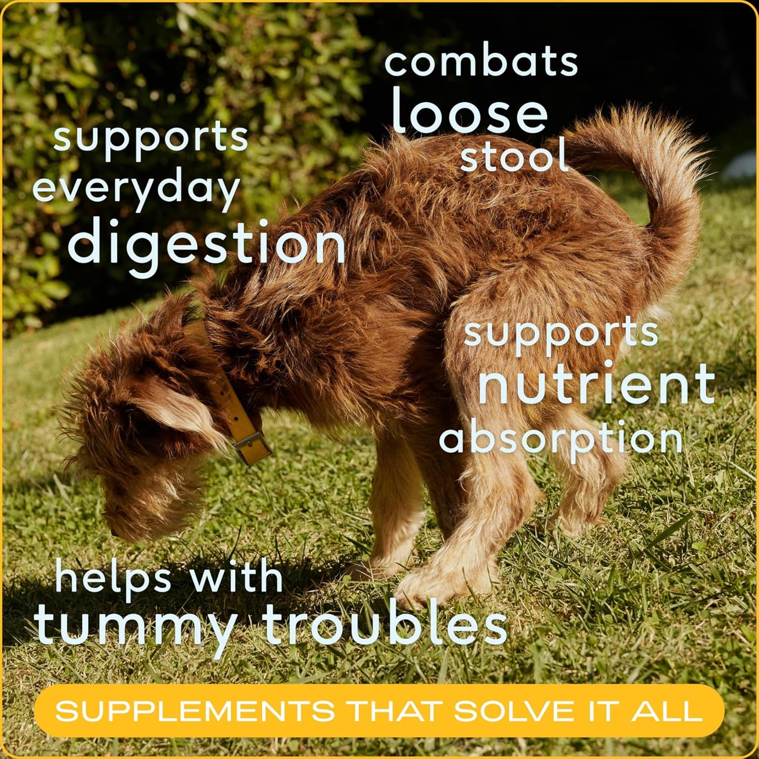 Native Pet Powdered Pumpkin 