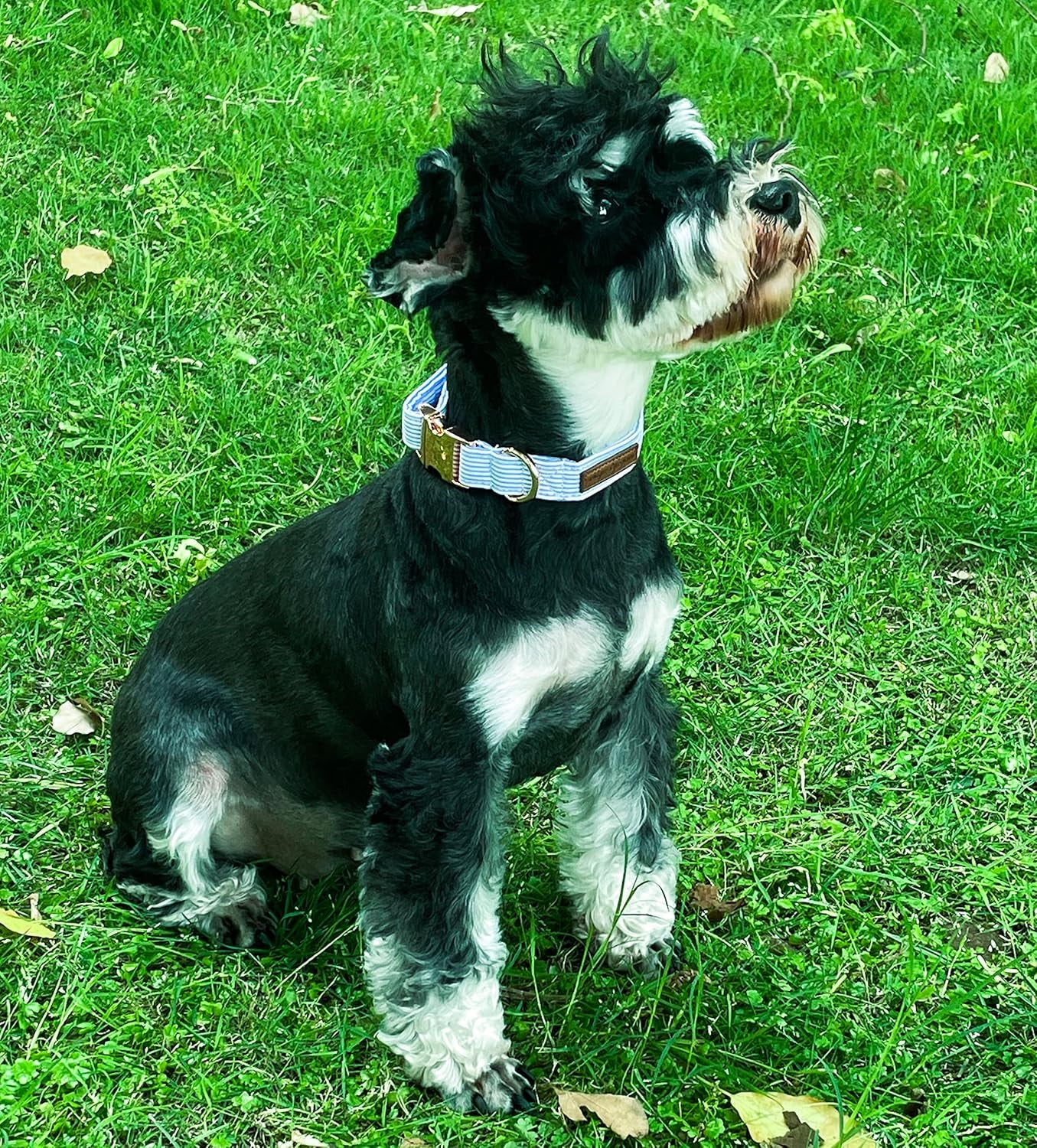 Blue Pin-Stripe Collar
