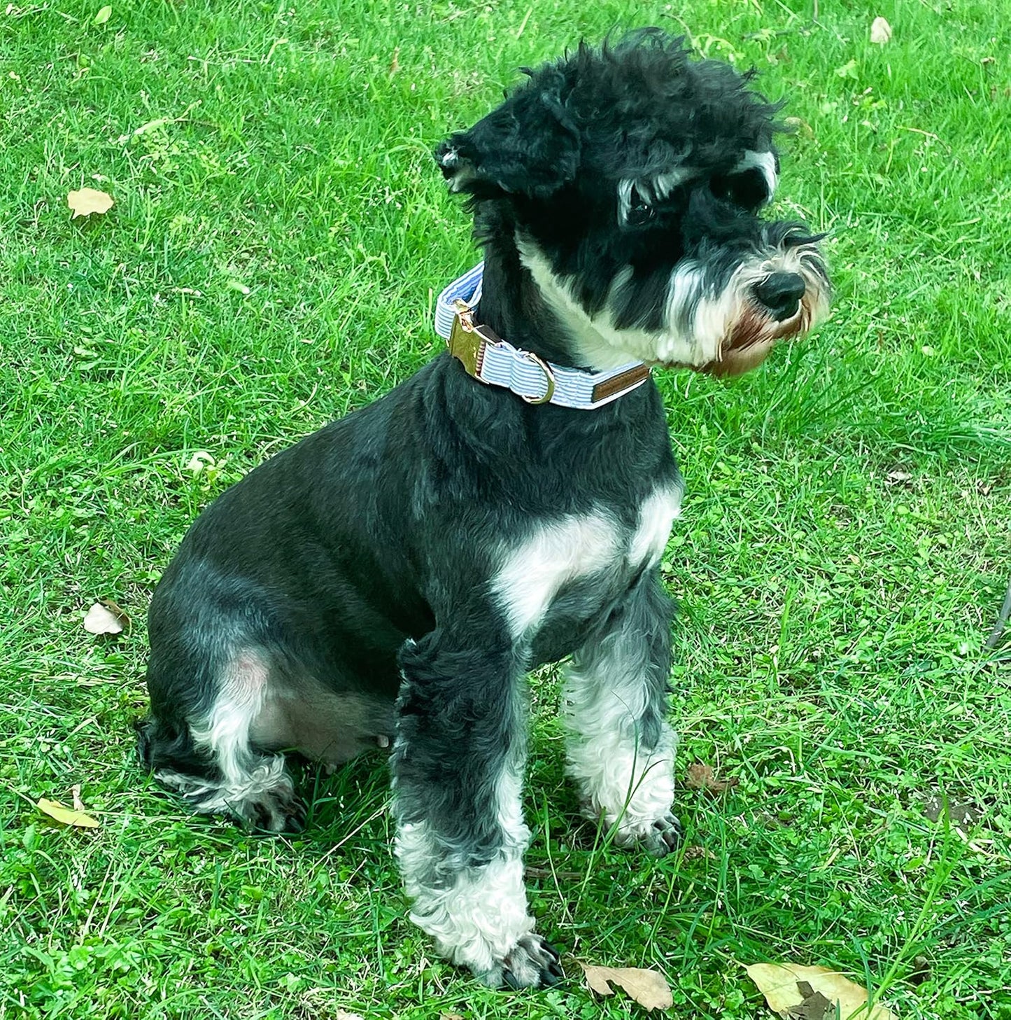 Blue Pin-Stripe Collar