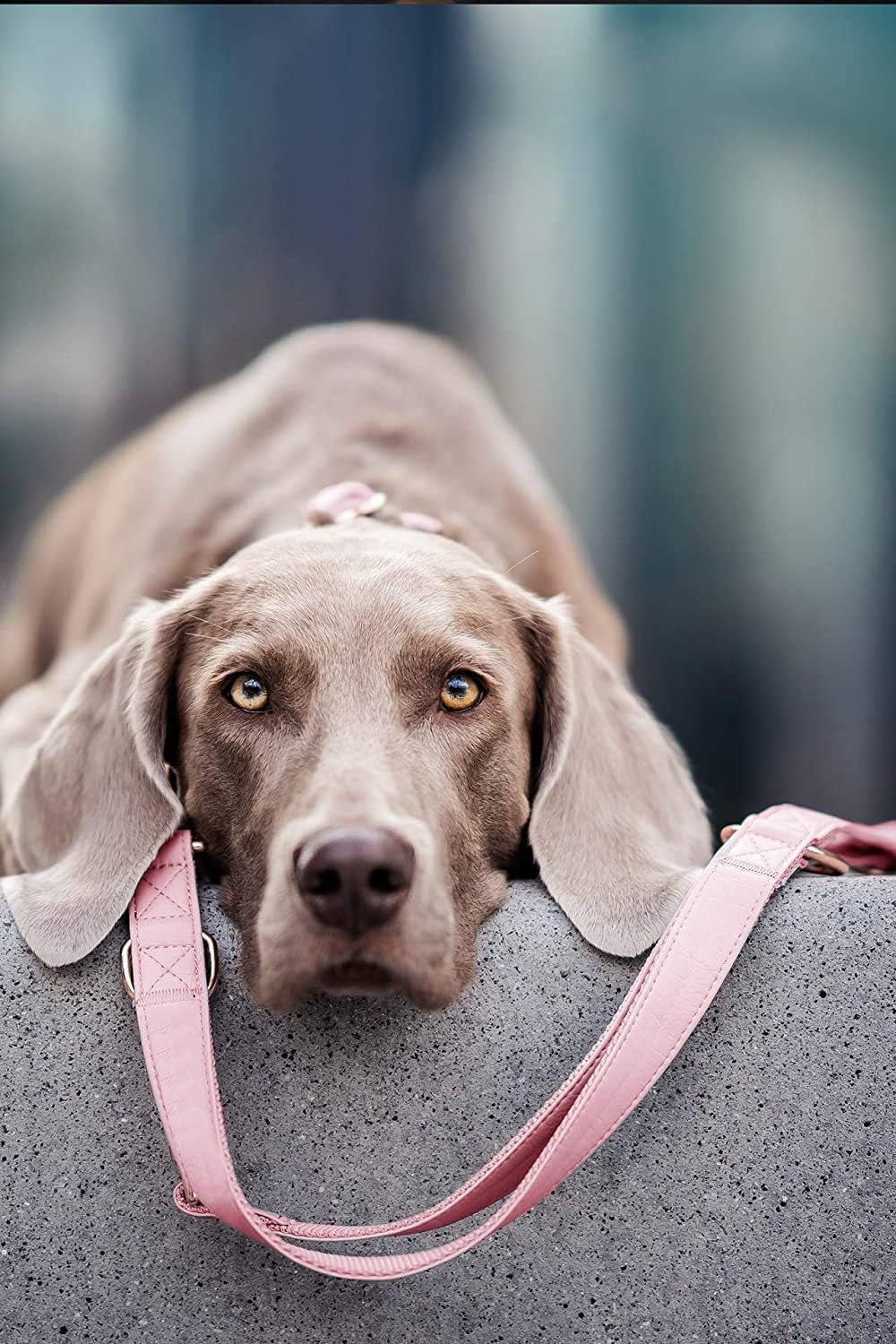 Pink Pleather Leash & Collar Set